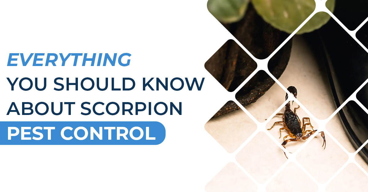 Everything You Should Know About Scorpion Pest Control | Revamped Pest Management