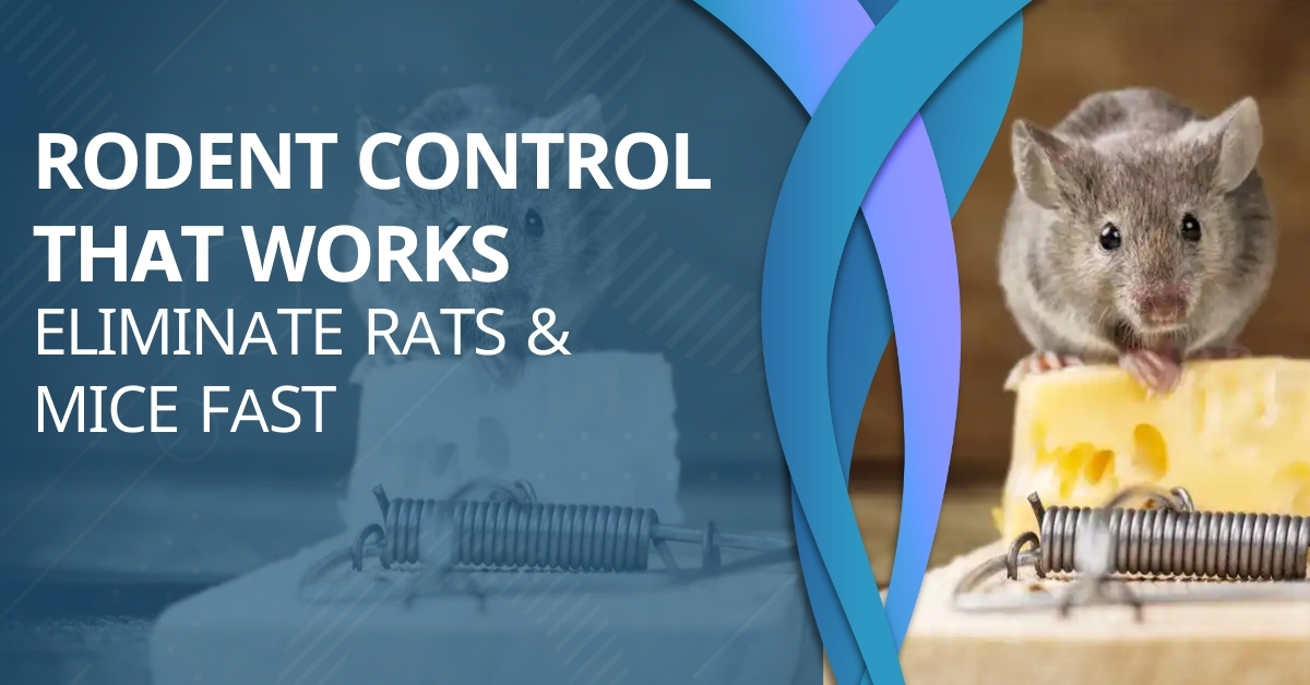 Rodent Control That Works Eliminate Rats & Mice Fast | Revamped Pest Management